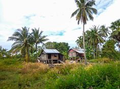 an old shack sits in the middle of palm trees and grass, surrounded by vegetation