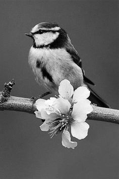 a black and white photo of a bird on a branch with flowers in the foreground