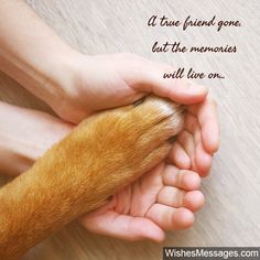 two hands holding a dog's paw with the caption, a true friend gone, but the memories will live on