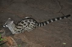 a spotted cat sitting on the ground at night