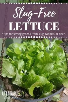 lettuce growing in a hanging basket with text overlay saying slog free lettuce tips for saving greens from slugs, rabbits or deer