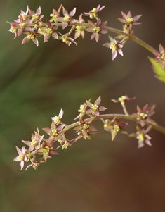 https://flic.kr/p/2kJ1Yng | Yellowroot Flowers | The flowers of Yellowroot (Xanthorhiza simplicissima) are quite small and inconspicuous, and perhaps for that reason I seldom notice them. Dawson Forest WMA in Dawson County, Georgia. Flower Names, The Flowers, Georgia, Forest, Flowers