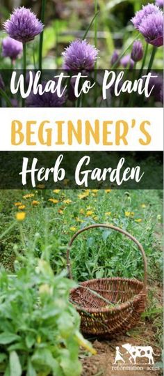 what to plant for beginner's herb garden with text overlay that reads, what to plant beginner's herb garden