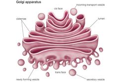 the structure of an animal's stomach