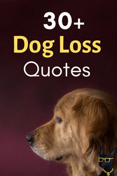 30+ Quotes for Dog Loss to Help You Through a Dog Death and Grief :( Quotes About Dogs Passing, Dog Memorial Quotes, Losing A Dog Quotes, Thinking Of You Quotes For Him, Short Dog Quotes, Losing A Pet Quotes, 30 Quotes, Thinking Of You Quotes, Lost Quotes