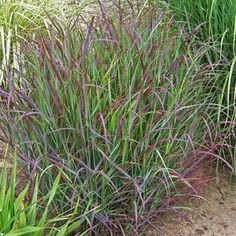 some purple and green plants in the dirt