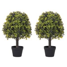 two potted trees are shown side by side in front of each other on a white background