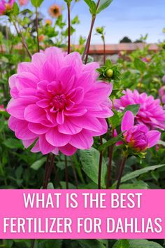 pink flowers with the words what is the best fertilizer for dahlias?