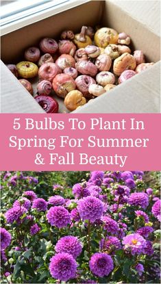 purple flowers with text overlay that reads 5 bulbs to plant in spring for summer and fall beauty