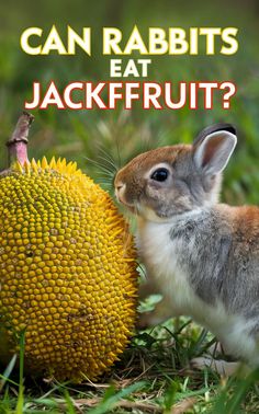 a small rabbit standing next to a jackfruit in the grass with text that reads can rabbits eat jackfruit?