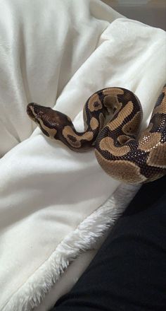 a snake that is laying on top of a blanket