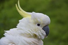 a close up of a white parrot with yellow feathers