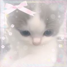 a white cat with a pink bow on it's head looking at the camera