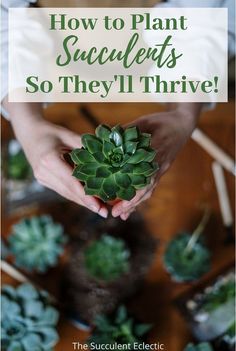 someone holding a succulent in their hands with the words how to plant succulents so they'll thive