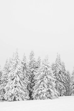 snow covered pine trees in the distance on a snowy day