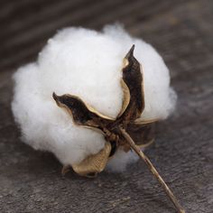 a close up of a cotton ball on the ground