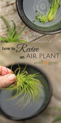 how to remove an air plant from the ground and in a bowl with text overlay