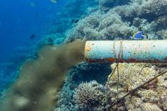 a pipe laying on top of a coral covered in seaweed and other marine life