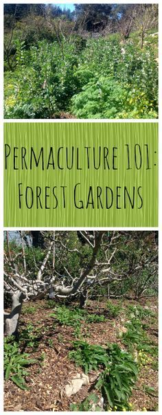 the words permaculture 1011 forest gardens are shown