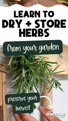 someone holding a plant with the words learn to dry and store herbs from your garden