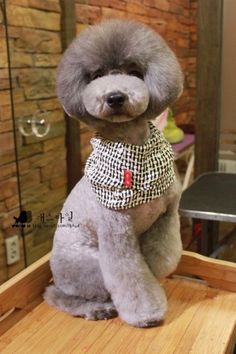 a poodle sitting on top of a wooden table