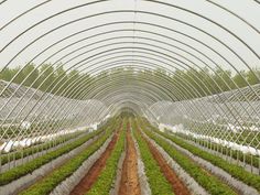 the inside of a greenhouse with rows of green plants