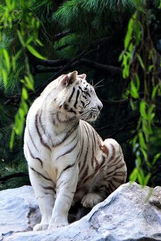 a white tiger sitting on top of a rock