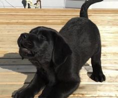 a small black dog standing on top of a wooden deck