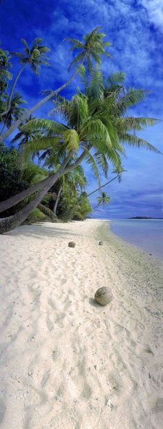 a beach with palm trees and rocks on it