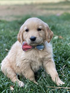 a puppy with a bow tie sitting in the grass