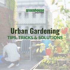 urban gardening tips, tricks and solutions