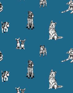 an image of dogs that are sitting down on the ground in front of blue background