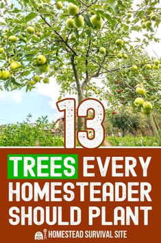 an apple tree with the words 13 trees every homestader should plant