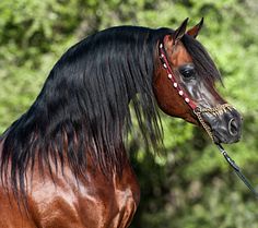 a brown horse with black mane standing next to trees