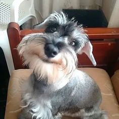 a small gray dog sitting on top of a brown chair