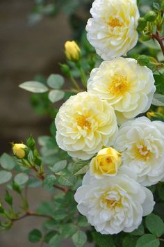 white and yellow flowers with green leaves