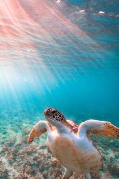 a turtle swimming in the ocean with its head above water's surface and sunlight shining on it