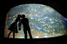 two people standing in front of an aquarium looking at the fish swimming around them and kissing each other