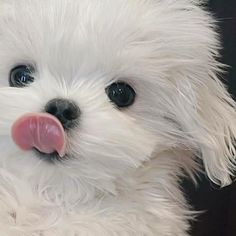 a small white dog with its tongue hanging out