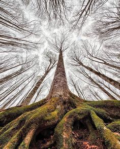 looking up at the top of a tall tree with lots of branches and moss growing on it