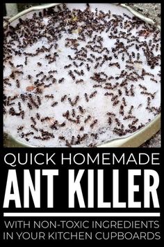 an ant killer recipe in a pan with text overlay