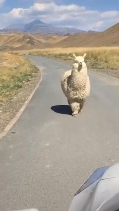 a sheep is running down the road in front of a car and another animal on the side of the road