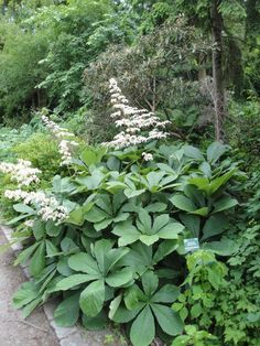 some very pretty plants by the side of the road with trees in the back ground