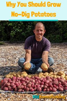 a man sitting on the ground with potatoes in front of him and text that reads why you should grow no - dig potatoes