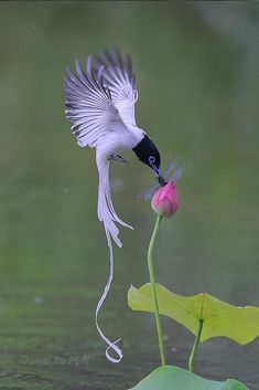 a bird flying over a pink flower on top of a green leafy plant in the water