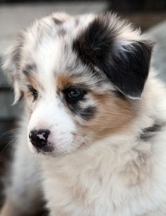 a small white and brown dog sitting on top of a wooden floor