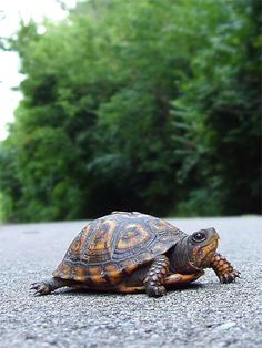 a tortoise crossing the road in front of some trees