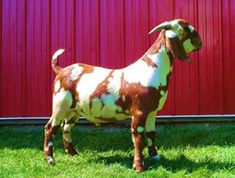 a brown and white goat standing on top of a lush green field next to a red wall