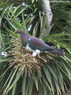 a bird sitting on top of a palm tree