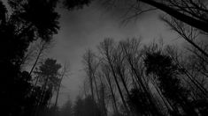 the dark forest is filled with tall trees